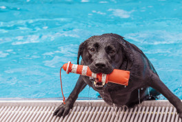 Hundebaden - es wird spaßig