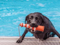 Hundebaden - es wird spaßig