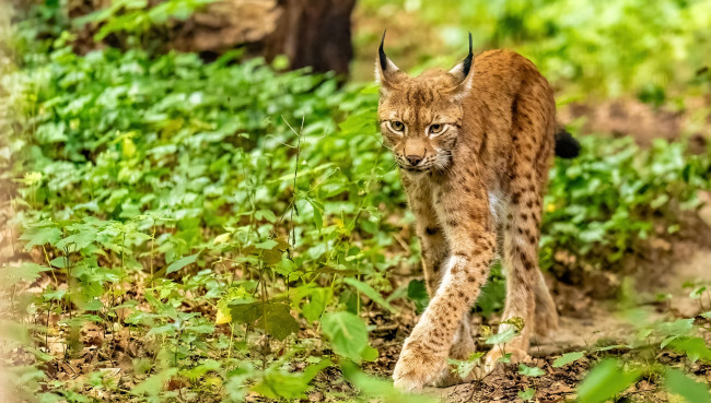 Sonntagsführung am 20. September im Zoo