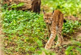 Sonntagsführung am 20. September im Zoo