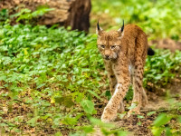 Sonntagsführung am 20. September im Zoo